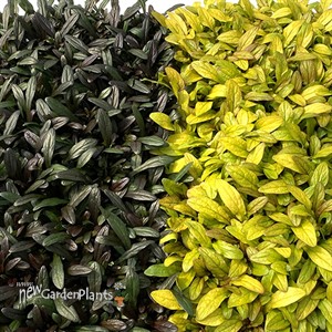 Ajuga Noble Nightingale