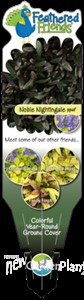 Ajuga Noble Nightingale
