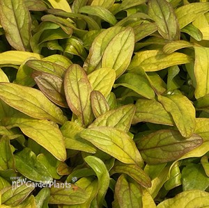 Ajuga Petite Parakeet