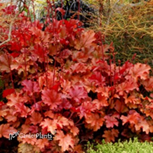 'Peach Flambe' pp17195