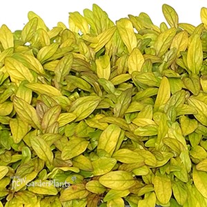 Ajuga Petite Parakeet