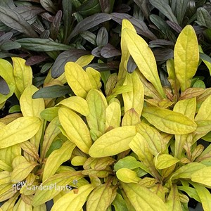 Ajuga Petite Parakeet
