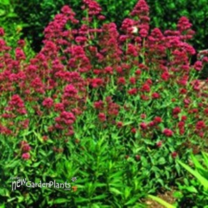 Ruber Jupiter's Beard, Red Valerian