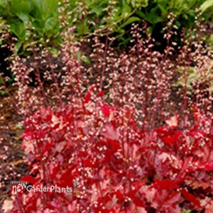 'Peach Flambe' pp17195