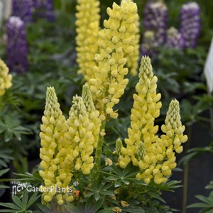 Lupinus MINI GALLERY  Yellow