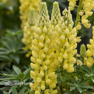 Lupinus MINI GALLERY  Yellow