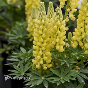 Lupinus MINI GALLERY  Yellow