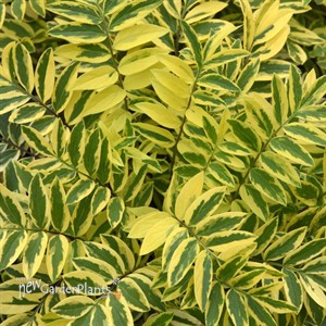 Polemonium Golden Feathers