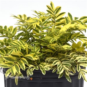 Polemonium Golden Feathers