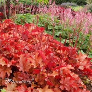 'Peach Flambe' pp17195