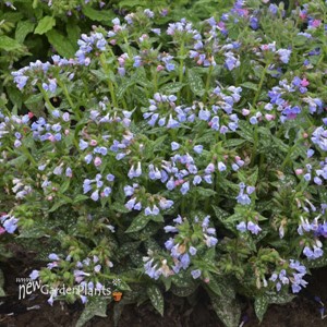 Pulmonaria 'Twinkle Toes' PP30258
