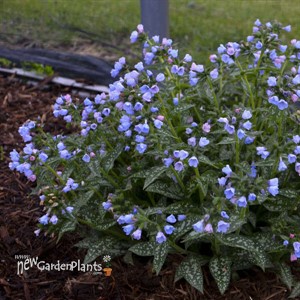 Pulmonaria 'Twinkle Toes' PP30258