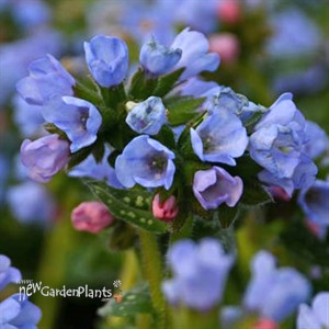 Pulmonaria 'Twinkle Toes' PP30258