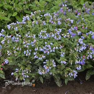 Pulmonaria 'Twinkle Toes' PP30258