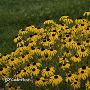 Rudbeckia American Gold Rush