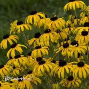 Rudbeckia American Gold Rush
