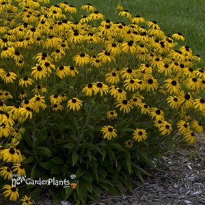 Rudbeckia American Gold Rush