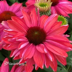 Echinacea 'Sunseekers Watermelon'