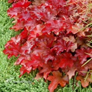 'Peach Flambe' pp17195