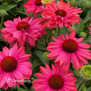 Echinacea 'Sunseekers Watermelon'