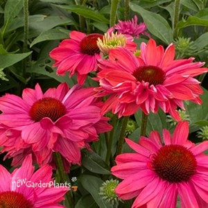 Echinacea 'Sunseekers Watermelon'