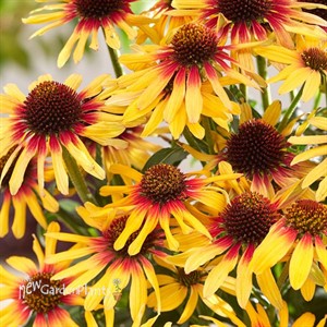ECHINACEA SUNSEEKERS TEQUILA SUNRISE® PPAF