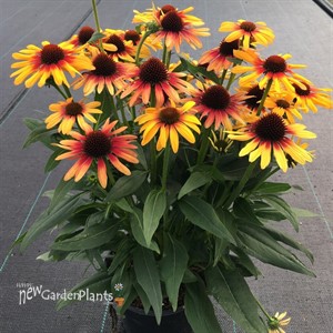 ECHINACEA SUNSEEKERS TEQUILA SUNRISE® PPAF