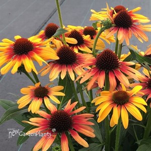 ECHINACEA SUNSEEKERS TEQUILA SUNRISE® PPAF