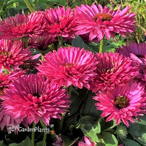 Echinacea 'Sunseekers Sweet Fuchsia'