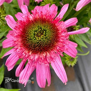 Echinacea SUNDIAL™ ‘Pink’