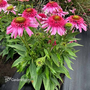 Echinacea SUNDIAL™ ‘Pink’