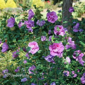 Dark Lavender Chiffon Hibiscus syriacus