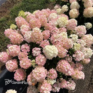 Fire Light Tidbit Panicle Hydrangea Hydrangea paniculata