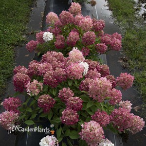 Fire Light Tidbit Panicle Hydrangea Hydrangea paniculata