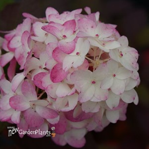 Fire Light Tidbit Panicle Hydrangea Hydrangea paniculata