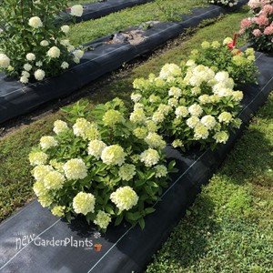 Fire Light Tidbit Panicle Hydrangea Hydrangea paniculata