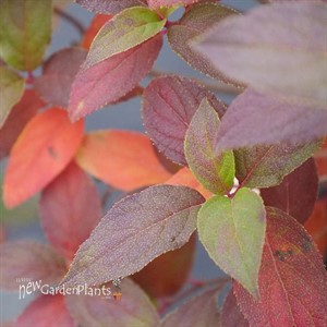 Fire Light Tidbit Panicle Hydrangea Hydrangea paniculata