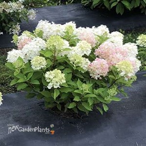 Fire Light Tidbit Panicle Hydrangea Hydrangea paniculata