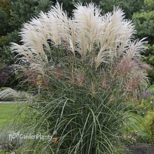 Miscanthus 'Encore' PP29070
