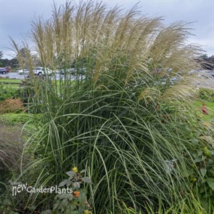 Miscanthus 'Encore' PP29070