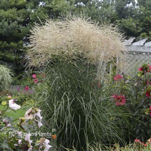 Miscanthus 'Encore' PP29070