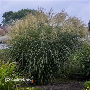 Miscanthus 'Encore' PP29070