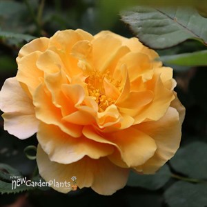 RISE UP AMBERNESS™ Climbing Rose