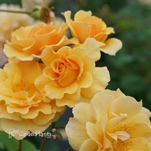 RISE UP AMBERNESS™ Climbing Rose