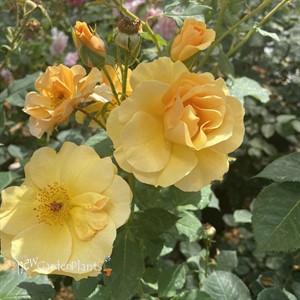 RISE UP AMBERNESS™ Climbing Rose