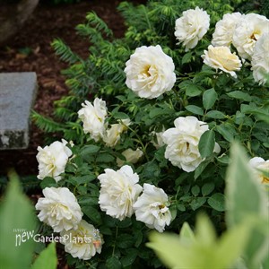 REMINISCENT® Crema Rose