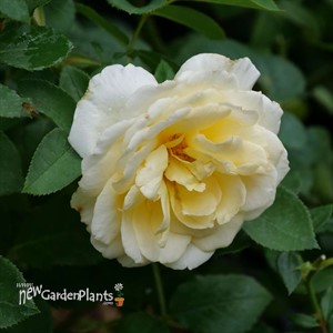 REMINISCENT® Crema Rose