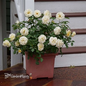 REMINISCENT® Crema Rose