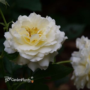 REMINISCENT® Crema Rose