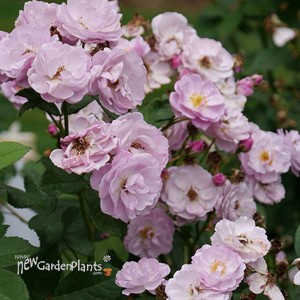 RISE UP LILAC DAYS Climbing Rose